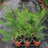Generico Cipresso Cupressocyparis leylandii, 15 piante alte 30/40 cm, vaso 13, per siepe alta e folta