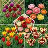 GardenersDream Collezione di Bulbi di Tulipano Misti - Confezione da 50 Bulbi di Fiori da Giardino Vivaci