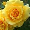 Rose Barni Rimosa®, rosa viva Rose Barni®, rosa rampicante rifiorente in vaso con fiori grandi, color giallo oro, cod 16077.