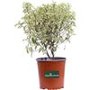eGarden.store Pianta di Pittosporum Tenuifolium Silver Queen Pianta di Pittosporo Silver Queen pianta da giardino pianta da esterno pianta da siepe pianta vera di Pittosporo venduta da eGarden.store (Vaso 18 cm)