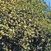Rose Barni Banksia Lutea, rosaio rampicante antico di Rose Barni®, pianta di gran pregio, vigorosa con fiori a mazzetti color giallo limone, h. fino a 5 metri, rosa in vaso resistente, cod.14013