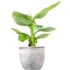 FLOB Pianta di Banano - Sviluppo Contenuto, in Estate si Può Posizionare in Terrazzo - Vaso in Cemento