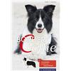 Border Collie: Charakter, Erziehung, Gesundheit. (Hunderassen (Copertina rigida)