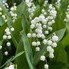 DUTCH BULBS EXCLUSIVE PLANTS FROM HOLLAN Piante Vere da Esterno - 10 Radici di Convallaria Majalis - Mughetto Bianca | Perenni, Piante e Fiori Esclusivi dall'Olanda, per giardino e vaso (bulbi grandi, non semi e non artificiali)