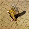 NONE 30*15M Rete per Uccelli Agricola Anti Uccelli Rete Catcher Rete Stagno Rete Rete da Pesca Trappole Rete Colture Verdure W/5*5 CM Maglia
