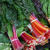 le Georgiche Vivai le Georgiche - Pianta vera di Bietola da coste colorata Beta vulgaris subsp. cicla var. flavescens Beta vulgaris subsp. cicla 'Bietola' - vaso Ø 14 cm