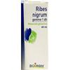 Boiron srl RIBES NIGRUM GEMME 60ML MG