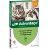 ELANCO ADVANTAGE 40 (4 pipette) - Antiparassitario per Gatti e Conigli