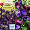 Legutko Semi di piselli viola - Lathyrus odoratus
