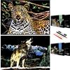 SiYear Scratch Painting Art Paper, Serie di Animali Scratchboard per Bambini e Adulti, Kit per Regali e Arti con 4 Strumenti, Dimensioni: 16''x11'' (Lupo e Ghepardo)