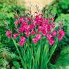 VIRIDIMANIA Bulbi da Fiore Autunnali Olandesi | Selezione di Bulbose a Fioritura Primaverile | Ottima Qualità e Fioritura Garantita (15 Bulbi di GLADIOLUS BYZANTINUS)