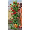 POWERS TO FLOWERS - MANDEVILLA DIPLADENIA ROSSA A PIRAMIDE H170CM, ESEMPLARE, OFFERTA ULTIMI 5 PEZZI!!! pianta vera