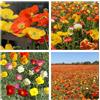 Generico Semi di Papavero Ornamentale Mix Multicolore, Fiori Selvatici Perenni