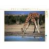 CALVENDO Puzzle Giraffe - Nel letto del fiume 1000 pezzi Lege-Dimensioni 64 x 48 cm Foto puzzle Immagine di Michael Herzog