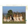 CALVENDO Puzzle Fascino Collie 2017 1000 pezzi Lege-Dimensioni 64 x 48 cm Foto Puzzle Immagine di Sista Animale Foto