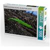 CALVENDO Puzzle Seychelles - L'ultimo paradiso sulla terra 1000 pezzi Lege dimensioni 64 x 48 cm foto puzzle immagine di Härlein Peter