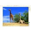 CALVENDO Eduard Tkocz - Puzzle con giraffe, 1000 pezzi, dimensioni 64 x 48 cm