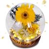 Aloskart Girasole Eterna Cupola di Vetro con LED,Luce Calda,Base Legno | Girasole Stabilizzata Vera, Regalo per Lei, Mamma, Moglie, Anniversario, Natale, Festa della Mamma (Girasole)
