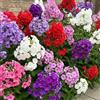 DUTCH BULBS EXCLUSIVE PLANTS FROM HOLLAN Piante Vere da Esterno - 10 Radici di Phlox Paniculata - Mix di 5 varietà | Perenni, Piante e Fiori Esclusivi dall'Olanda, Bianco-Rosso-Rosa-Viola (no Semi, Bulbi e non Artificiale)