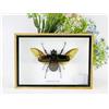Merkloos Chalcosoma Atlas: Scarabeo rinoceronte triangolare in 3D, presentato in Showbox