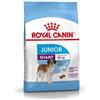 *Royal Canin Rc Giant Junior 31 3,5Kg New Minsan 977962808