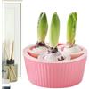Yhsioaklo Fioriera in giacinto | Vasi per Piante a 3 Fori | Vaso da Giardino con bulbi di narcisi | Fioriera per giardinieri Appartamento Principianti Interno Davanzale Cucina Soggiorno Camera da Let