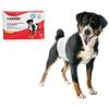 Camon Pannolini usa e getta a fascia elastica per cani maschi Taglia L Diametro 60/80 cm 12 pezzi