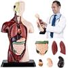 SUQ Science Può Modello di Corpo Umano per Bambini, Modello di Anatomia del Torso Umano, Kit di Scienza del Corpo Umano Rimovibile per Bambini Ragazzi Ragazze Età 6+, Metà del Corpo