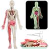 SUQ Science Può Modello di Corpo Umano per Bambini, Modello di Anatomia del Torso Umano, Kit di Scienza del Corpo Umano Rimovibile per Bambini Ragazzi Ragazze Età 6+, Fai da te Nocturno