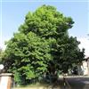 le Georgiche Vivai le Georgiche - Pianta vera di Tilia platyphyllos - altezza alla vendita 120-140 cm