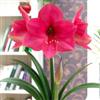 Flora Import Amaryllis Pink Surprise - Hippeastrum Pink Surprise - Bulbi Alta Qualità (1)