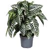 GardenersDream Aphelandra squarrosa |Pianta Zebra Verde per la Casa o Ufficio (25-35cm)