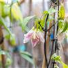 le Georgiche Vivai le Georgiche - Pianta vera di Clematis cirrhosa var. balearica Clematis calycina Clematide a foglie di felce, Clematide di Minorca - vaso Ø 15 cm - altezza alla vendita 60-80 cm