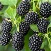 le Georgiche Vivai le Georgiche - Pianta vera di Mora Himalaya - Tardiva Con Spine Rubus fruticosus 'Himalaya' Rovo - vaso Ø 15 cm - altezza alla vendita 40-60 cm