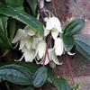 le Georgiche Vivai le Georgiche - Pianta vera di Clematis Winter Beauty Clematis urophylla 'Winter Beauty' Clematide - vaso Ø 15 cm - altezza alla vendita 60-80 cm