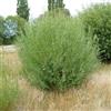 le Georgiche Vivai le Georgiche - Pianta vera di Salix viminalis - altezza alla vendita 140-160 cm