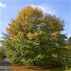 le Georgiche Vivai le Georgiche - Pianta vera di Quercus palustris - altezza alla vendita 140-160 cm