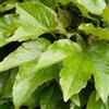 le Georgiche Vivai le Georgiche - Pianta vera di Parthenocissus tricuspidata Veitchii Robusta - vaso Ø 15 cm