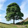 le Georgiche Vivai le Georgiche - Pianta vera di Acero pseudoplatanus - altezza alla vendita 140-160 cm