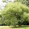 le Georgiche Vivai le Georgiche - Pianta vera di Sophora japonica - altezza alla vendita 60-80 cm