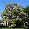 le Georgiche Vivai le Georgiche - Pianta vera di Robinia pseudoacacia - altezza alla vendita 180-200 cm
