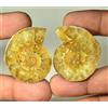 Coppia di ammoniti ammonite ammonite 150,40 ct forma naturale GRANDE 40x32x10 mm