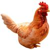Generico Peluche Pollo 40 cm Pupazzo Morbido a Forma di Gallina Realistica e | Bambole Peluche a Forma di Pollo Per Bambini, Donne, , Asili, Tavoli, Casa, Scuole, Uffici, Librerie, Divani