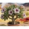 Sfdytg Naturale Rosa Del Deserto, Perenne, Resistente - Giardini e Balconi, Adatta ai principianti-1bulbi-I