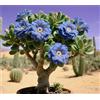 Sfdytg Naturale Rosa Del Deserto, Perenne, Resistente - Giardini e Balconi, Adatta ai principianti-1bulbi-C
