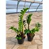 POWERS TO FLOWERS - ZAMIOCULCAS VASO 11cm, 2 PIANTE, OFFERTA ULTIMI 20 PEZZI!!! piante vere