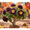 Sfdytg Naturale Rosa Del Deserto, Perenne, Resistente - Giardini e Balconi, Adatta ai principianti-1bulbi-A
