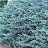 GardenersDream Ginepro Blue Chip Conifera Tappezzante Sempreverde Resistente a Espansione Densa in Vaso - Ideale per Aiuole, Bordure e altro