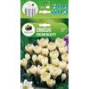 AGRONOM Tested in the garden AGRONOM | CROCO PRIMAVERILE CREAM BEAUTY | Bulbi da fiore perenni | Fiori giallo chiaro | Da piantare in autunno, per giardino, balcone e vaso | 10 bulboi