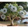Sfdytg Naturale Rosa Del Deserto, Perenne, Resistente - Giardini e Balconi, Adatta ai principianti-1bulbi-G
